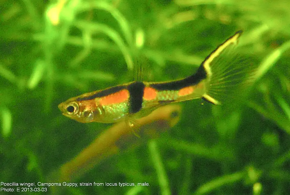 એન્ડલર (Poecilia wingei)