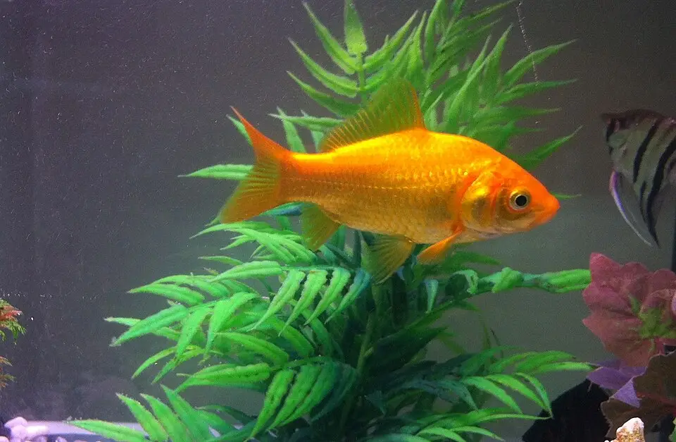 ફેન્સી ગોલ્ડફિશ (Carassius auratus)