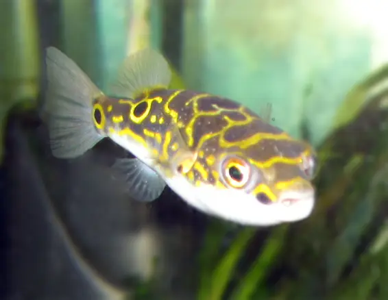 ફિગર એઇટ પફર (Dichotomyctere ocellatus)
