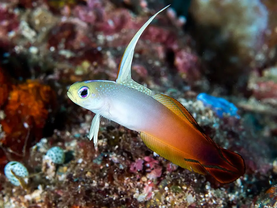 फायरफिश गोबी (Nemateleotris magnifica)