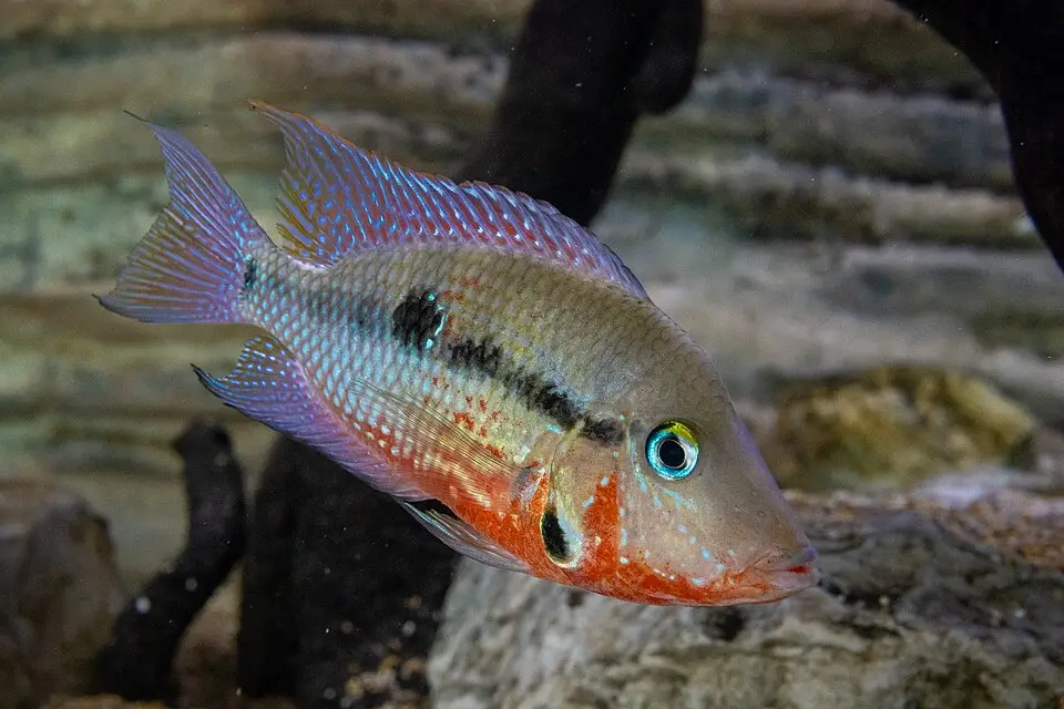ಫೈರ್‌ಮೌತ್ ಸಿಕ್ಲಿಡ್ (Thorichthys meeki)