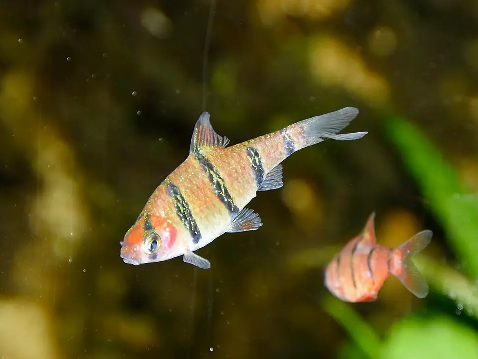 ફાઇવ-બેન્ડેડ બાર્બ (Desmopuntius pentazona)