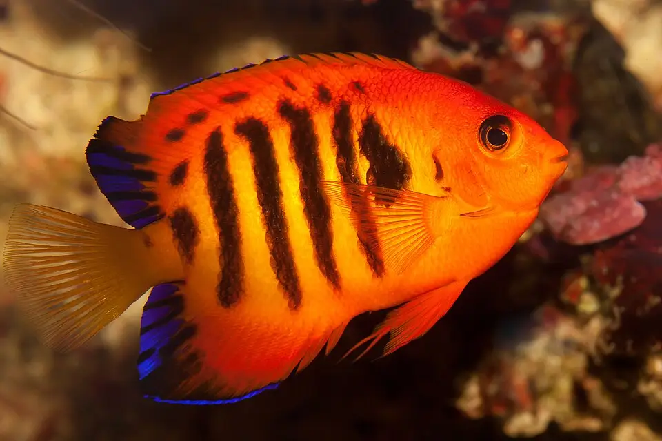 ફ્લેમ એન્જલફિશ (Centropyge loriculus)