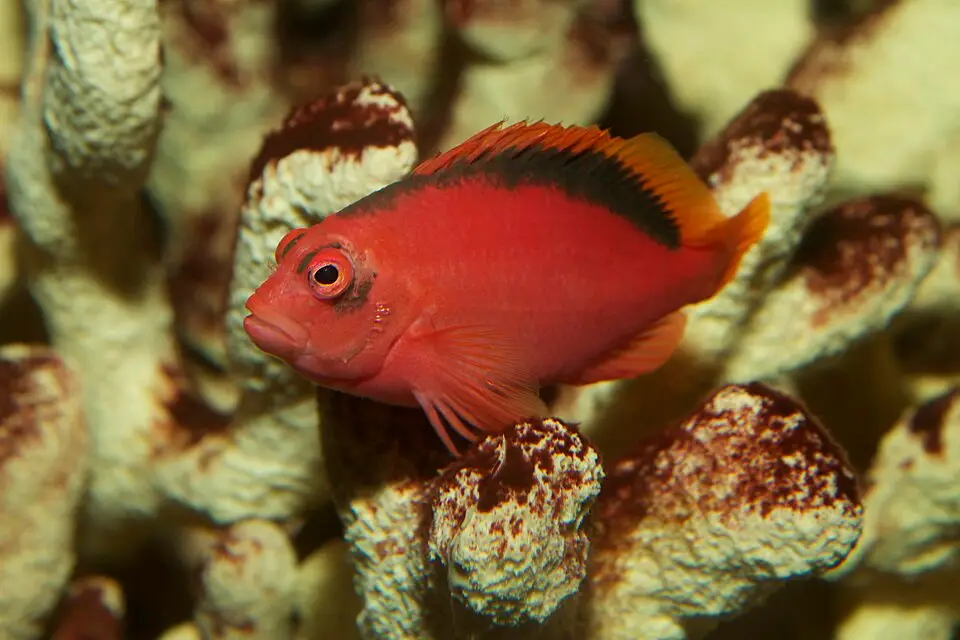ફ્લેમ હોકફિશ (Neocirrhites armatus)