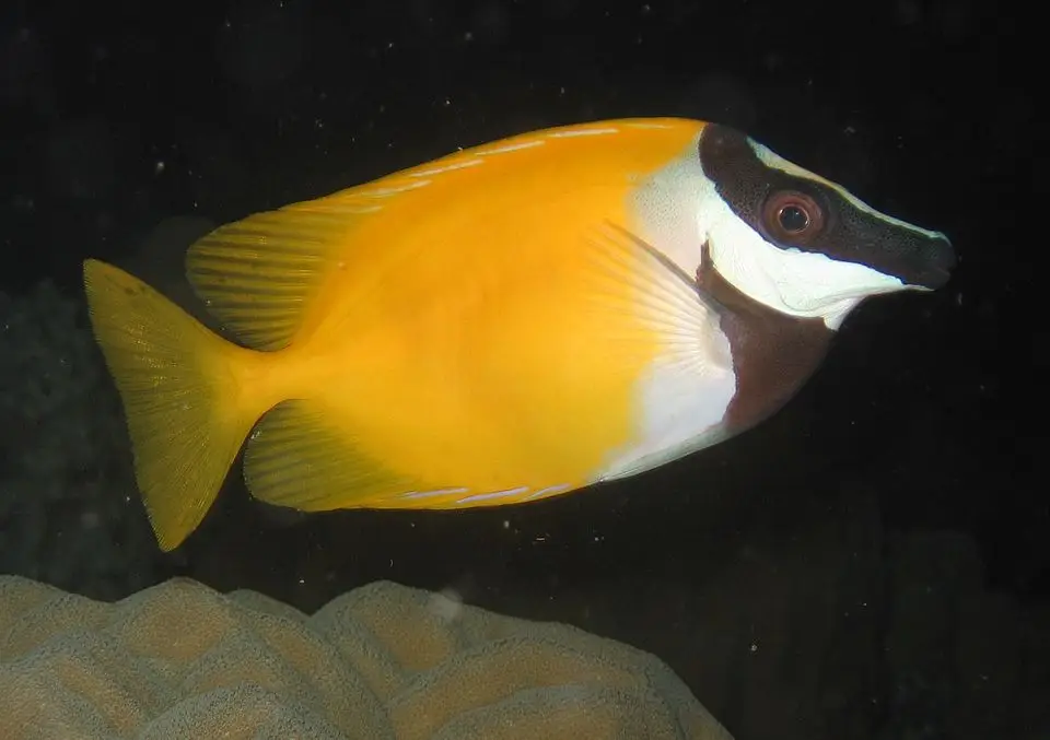 ફોક્સફેસ રેબિટફિશ (Siganus vulpinus)