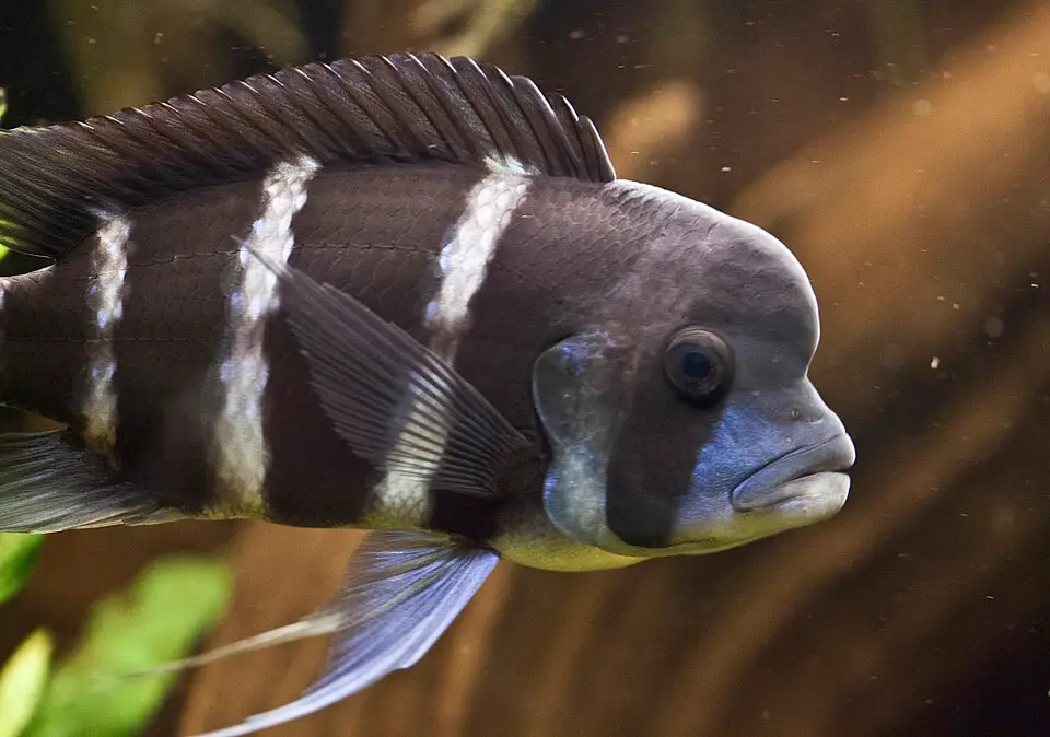 ફ્રન્ટોસા (Cyphotilapia frontosa)
