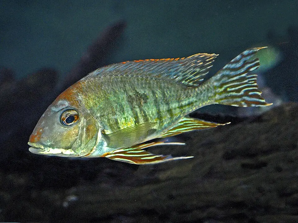 જીઓફેગસ (Geophagus sp.)