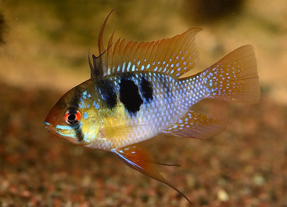 જર્મન બ્લુ રેમ (Mikrogeophagus ramirezi)