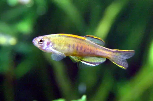 ਗਲੋਲਾਈਟ ਡੈਨੀਓ (Celestichthys choprae)