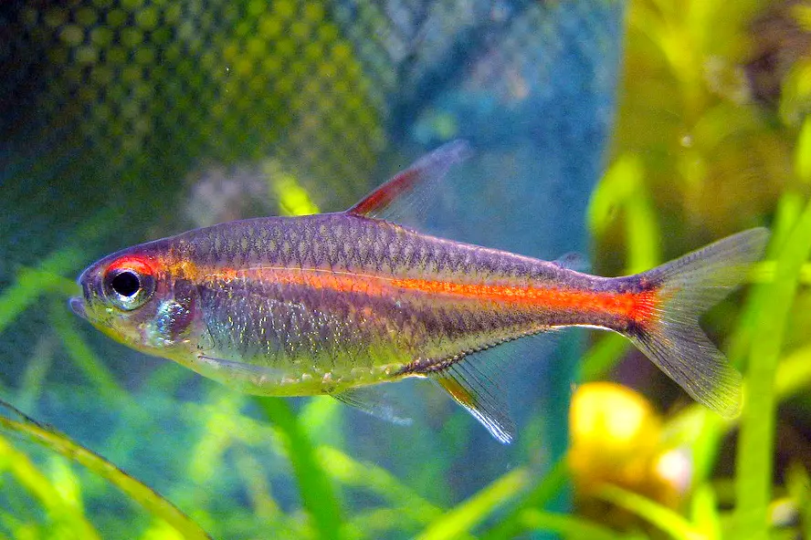ଗ୍ଲୋଲାଇଟ୍ ଟେଟ୍ରା (Hemigrammus erythrozonus)