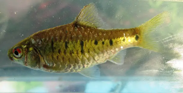 ગોલ્ડ બાર્બ (Barbodes semifasciolatus)