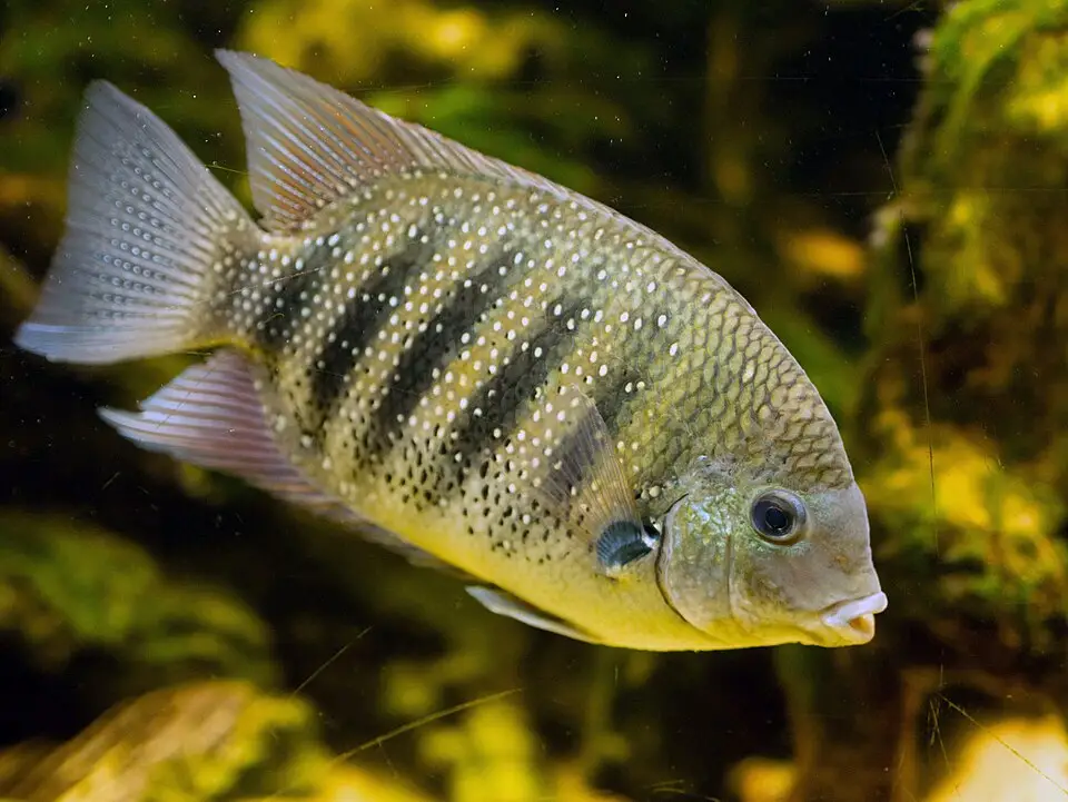ग्रीन क्रोमाइड (Etroplus suratensis)