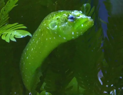 ગ્રીન વોલ્ફ ઈલ (Congrogadus subducens)