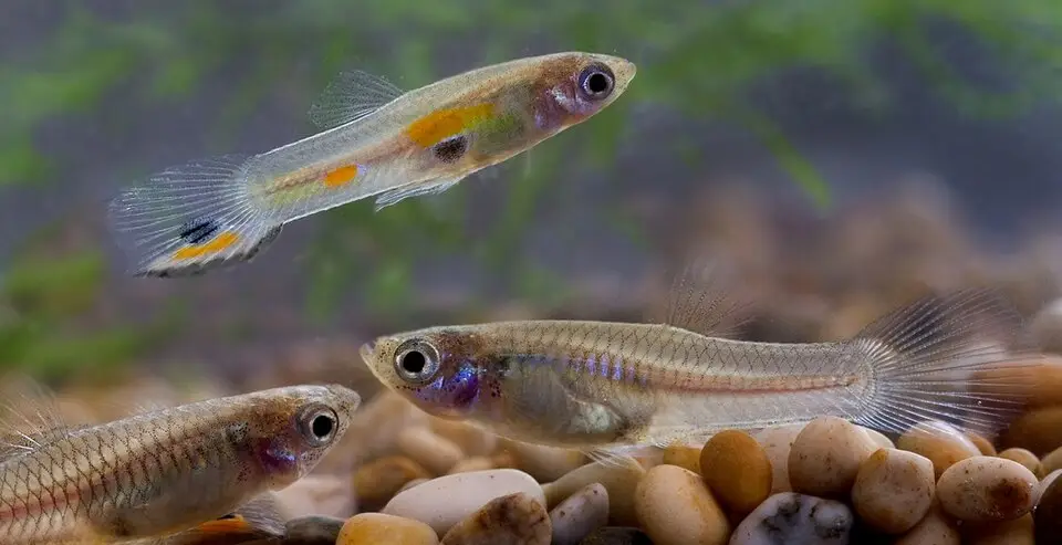 ગપ્પી (Poecilia reticulata)