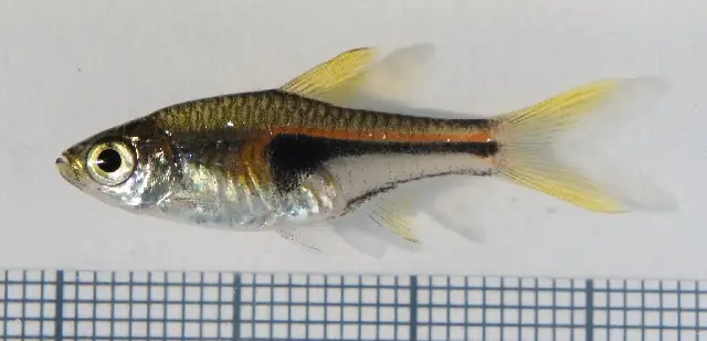 ਹੇਂਗਲਸ ਰਾਸਬੋਰਾ (Trigonostigma hengeli)