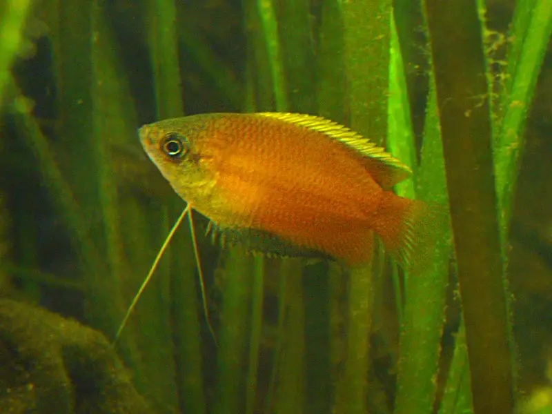 હની ગૌરામી (Trichogaster chuna)