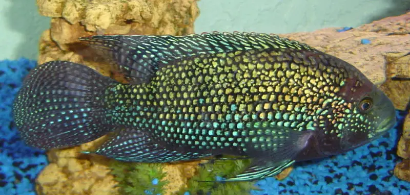 જેક ડેમ્પસી (Rocio octofasciata)