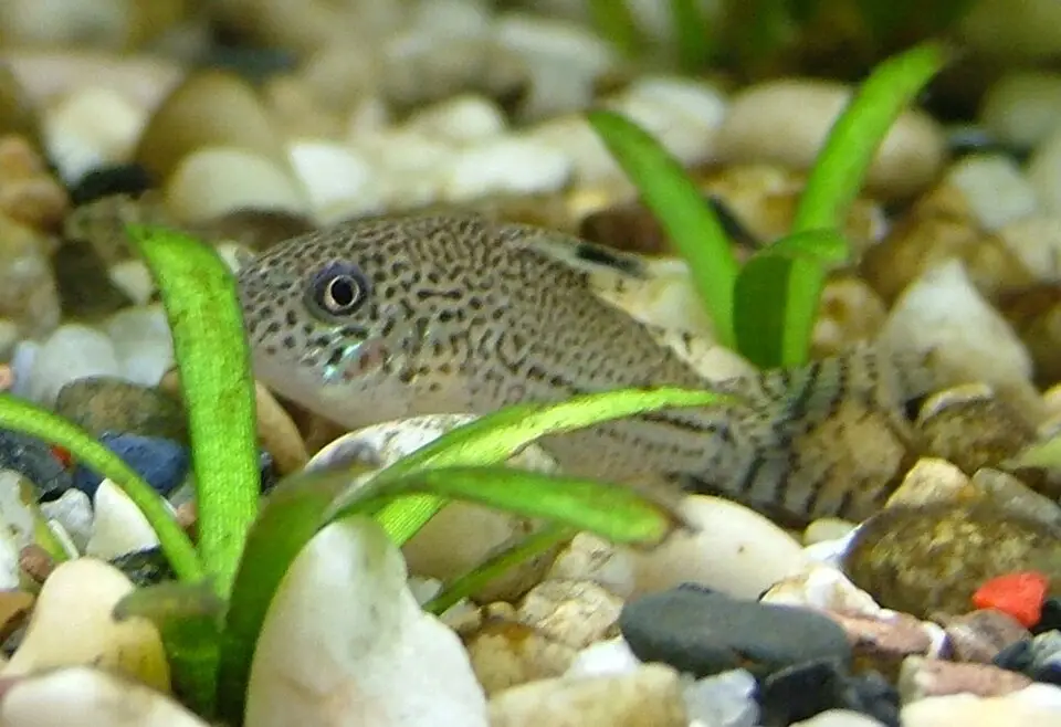 ज्युली कोरीडोरस (Corydoras julii)