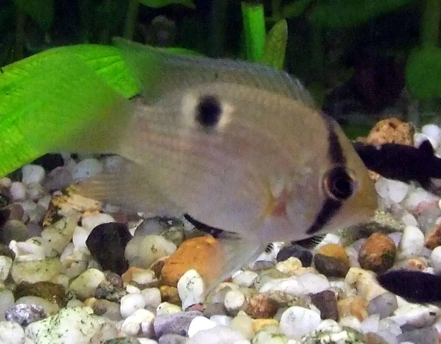 ಕೀಹೋಲ್ ಸಿಕ್ಲಿಡ್ (Cleithracara maronii)