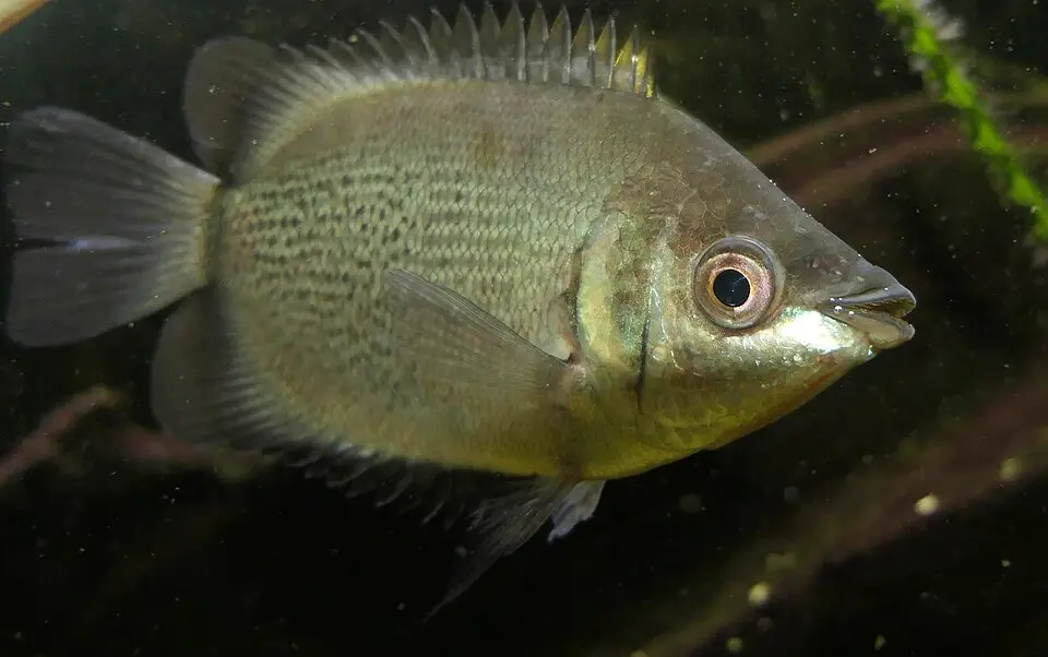 કિસિંગ ગુરામી (Helostoma temminckii)