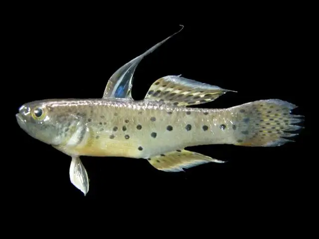 નાઈટ ગોબી (Stigmatogobius sadanundio)