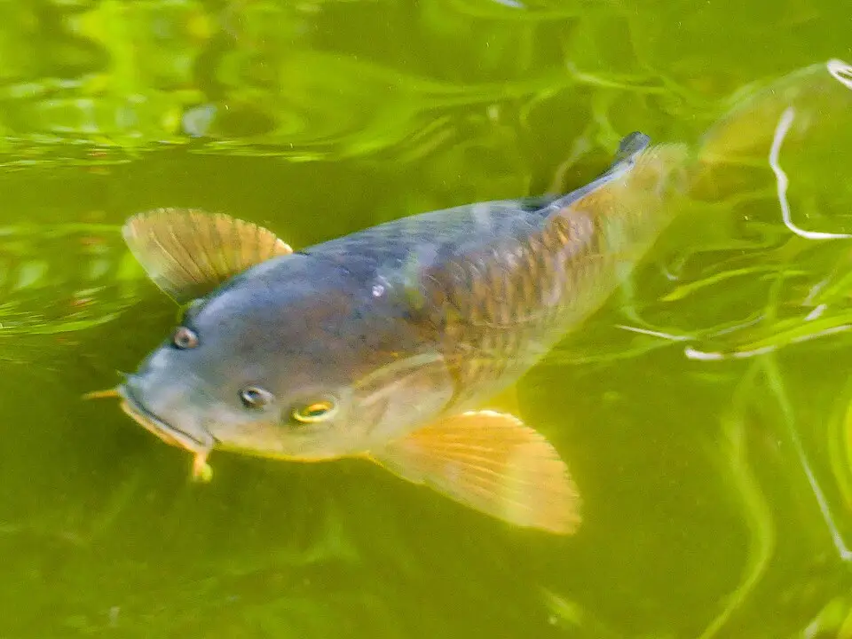 કોઈ (Cyprinus rubrofuscus)
