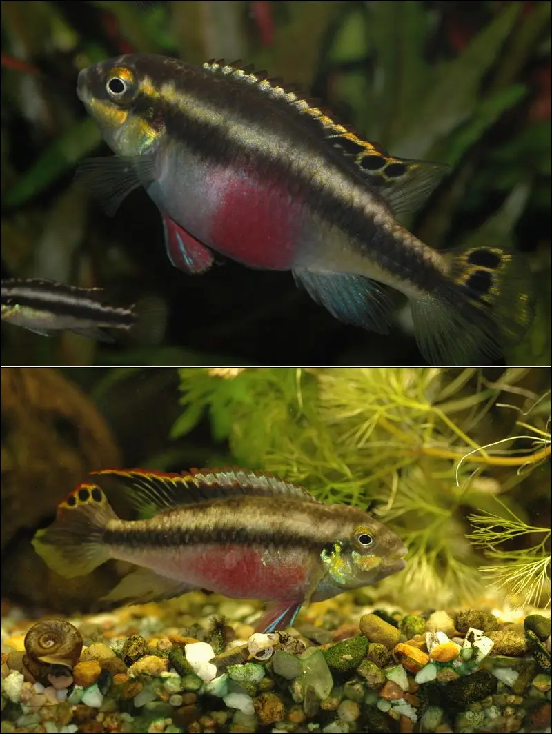 ક્રિબેન્સિસ (Pelvicachromis pulcher)