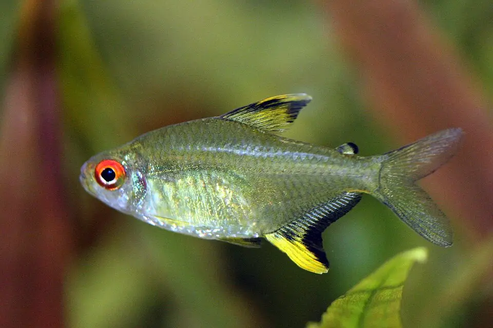 લેમન ટેટ્રા (Hyphessobrycon pulchripinnis)