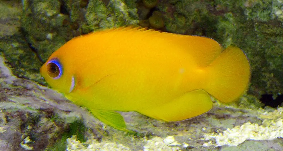 Sitron dvergkeiser (Centropyge flavissima)