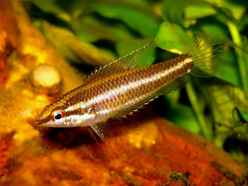 લિકોરિસ ગુરામી (Parosphromenus deissneri)