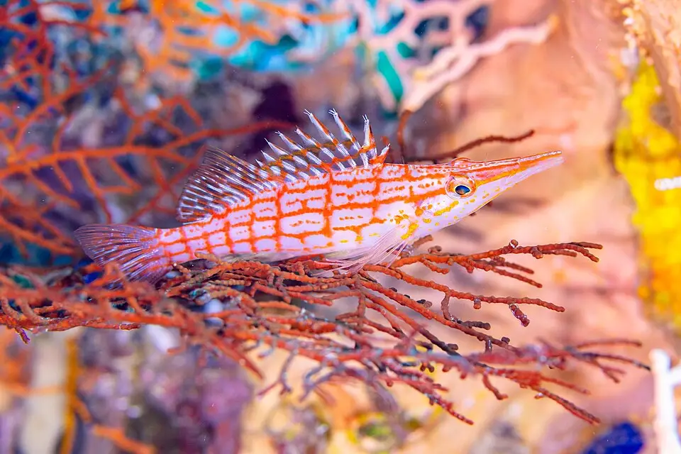 લોન્ગનોઝ હોકફિશ (Oxycirrhites typus)