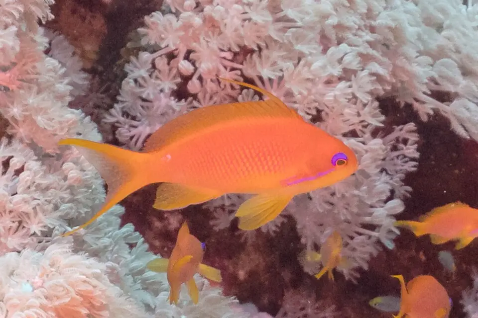 લાયરટેલ એન્થિયાસ (Pseudanthias squamipinnis)