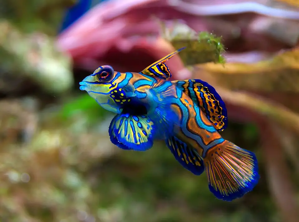 Mandarinfisk (Synchiropus splendidus)
