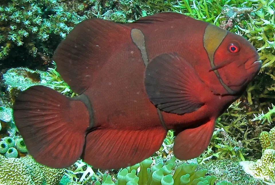 મરૂન ક્લાઉનફિશ (Premnas biaculeatus)