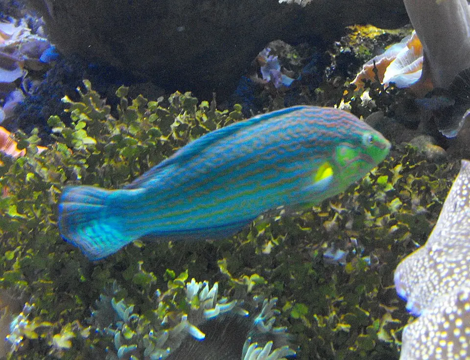 Melanurus-leppefisk (Halichoeres melanurus)