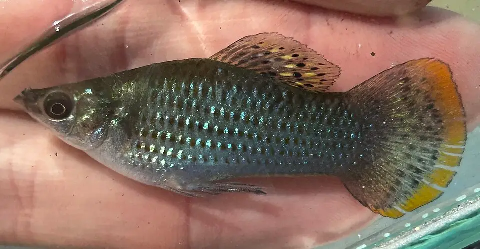 મોલી (Poecilia sphenops)
