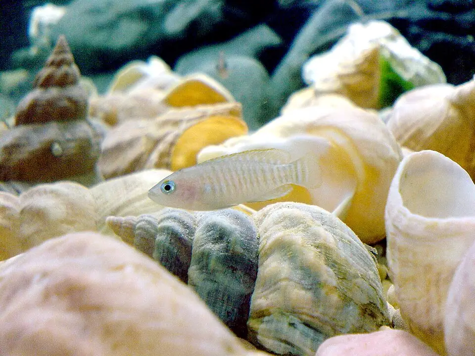 મલ્ટીઝ (Neolamprologus multifasciatus)
