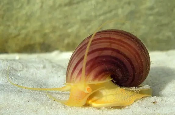 ಮಿಸ್ಟರಿ ಸ್ನೇಲ್ (Pomacea bridgesii)