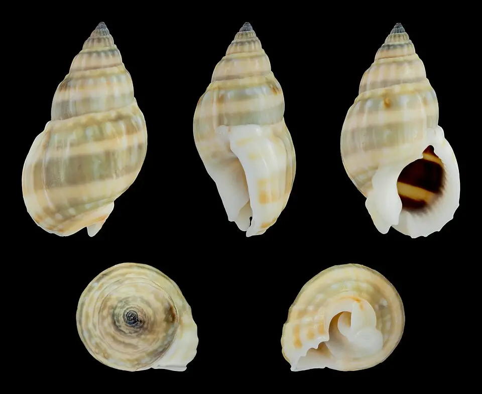 ਨਸਾਰੀਅਸ ਸਨੇਲ (Nassarius distortus)