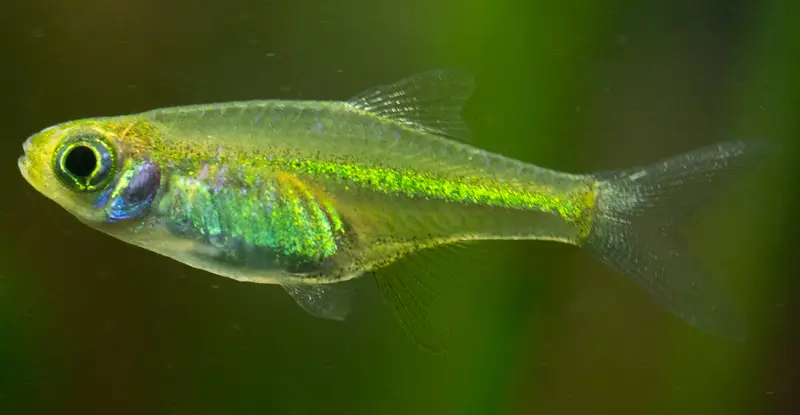 Neongrønn rasbora (Microdevario kubotai)