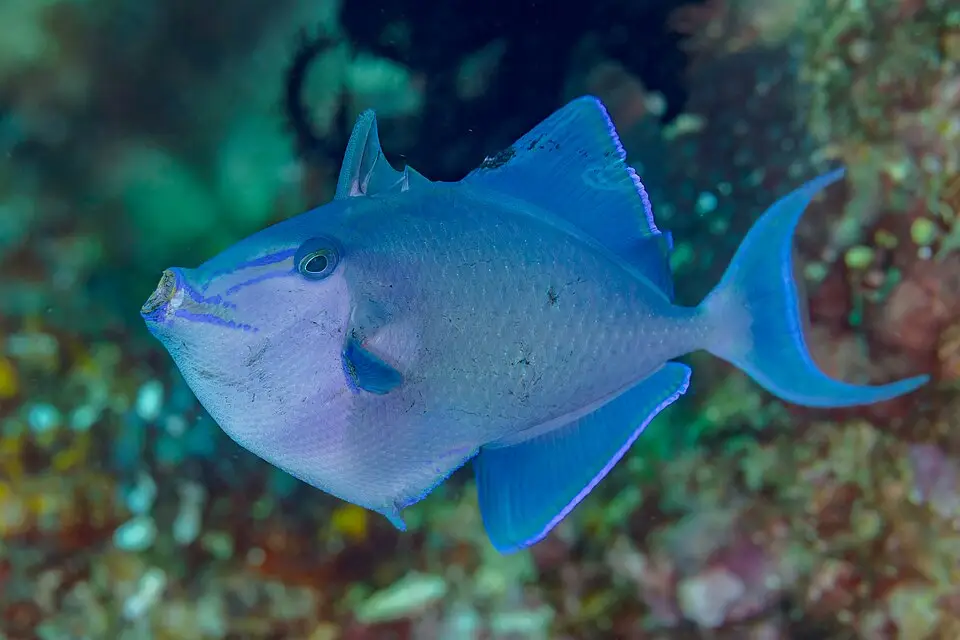 નાઇજર ટ્રિગરફિશ (Odonus niger)