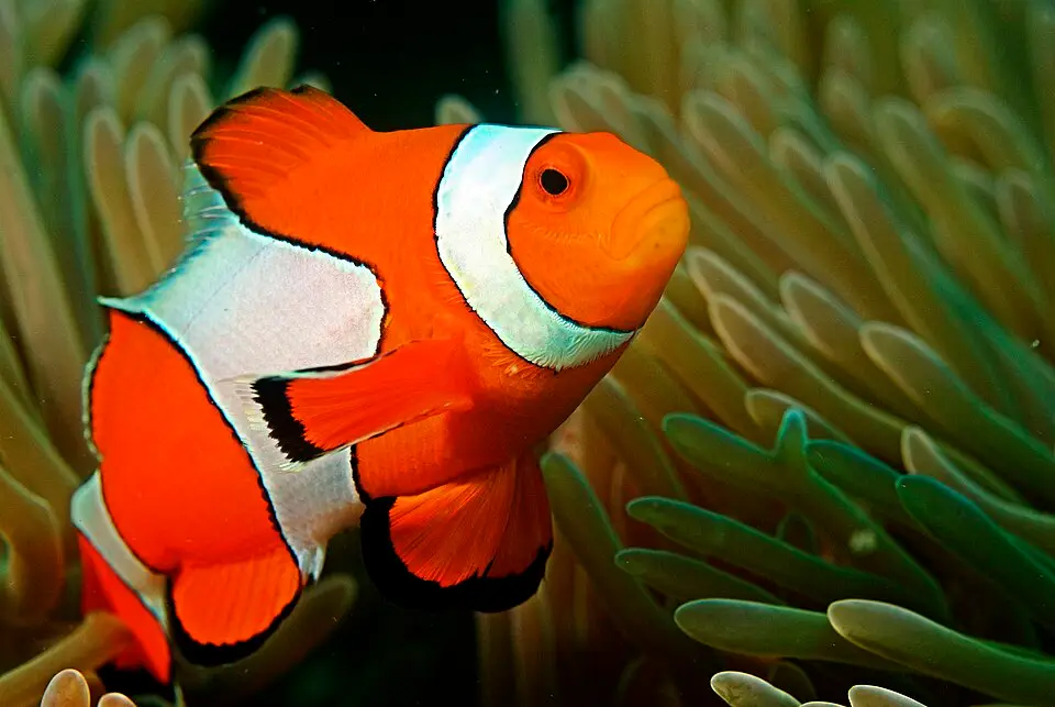 ओसेलारिस क्लौनफिश (Amphiprion ocellaris)