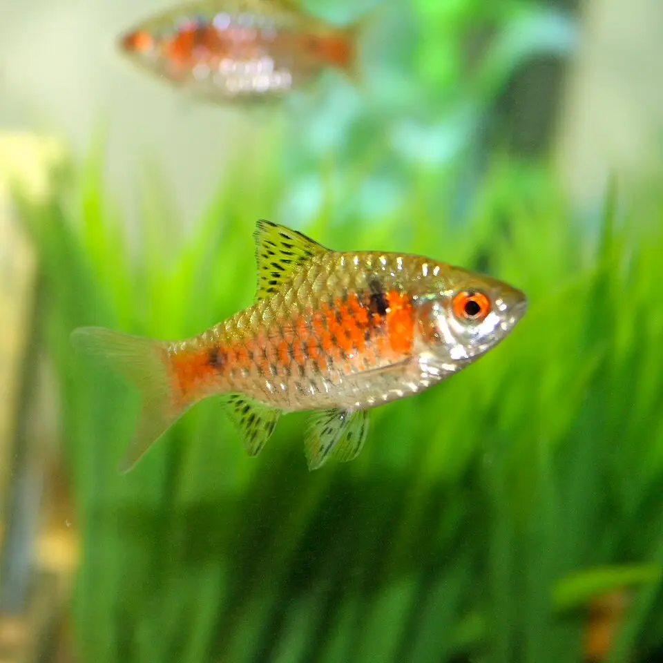 ઓડેસા બાર્બ (Pethia padamya)