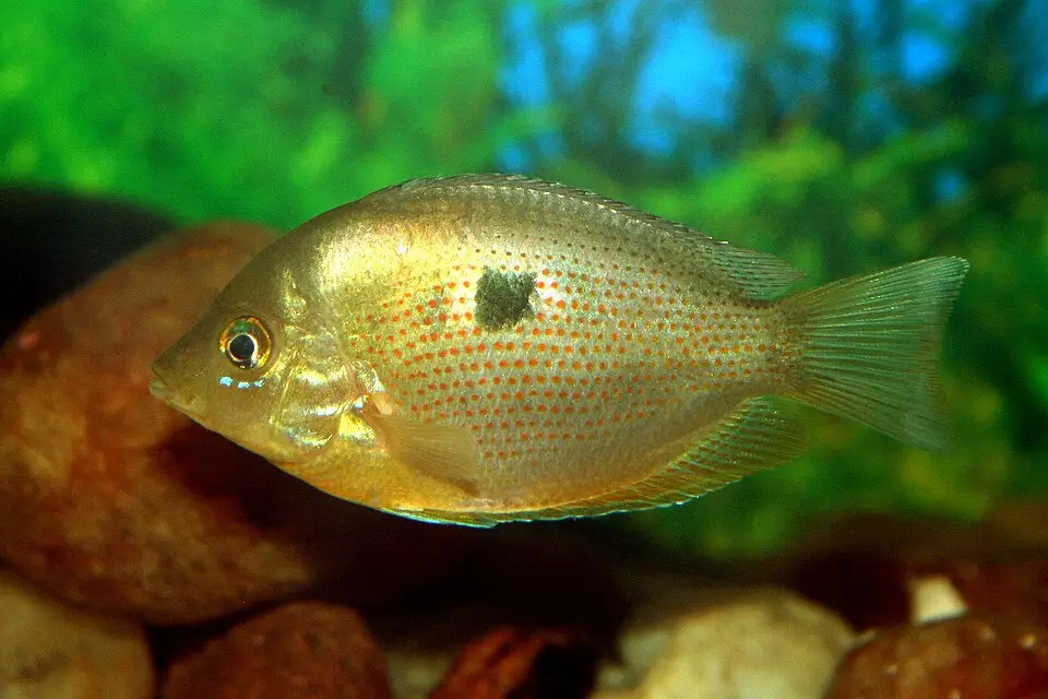 ઓરેન્જ ક્રોમાઇડ (Pseudetroplus maculatus)