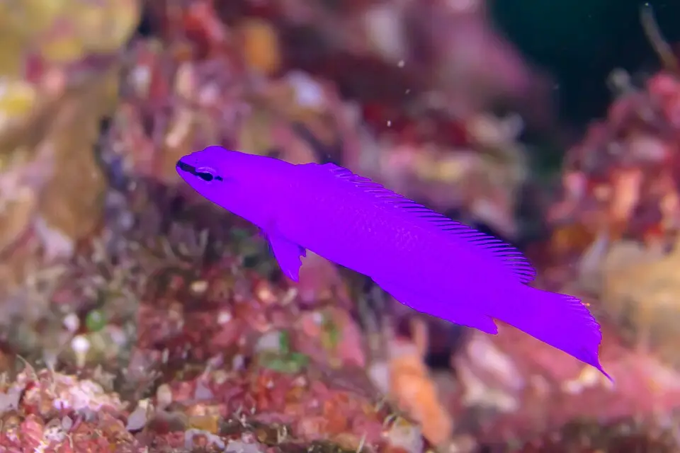 ઓર્કિડ ડોટીબેક (Pseudochromis fridmani)