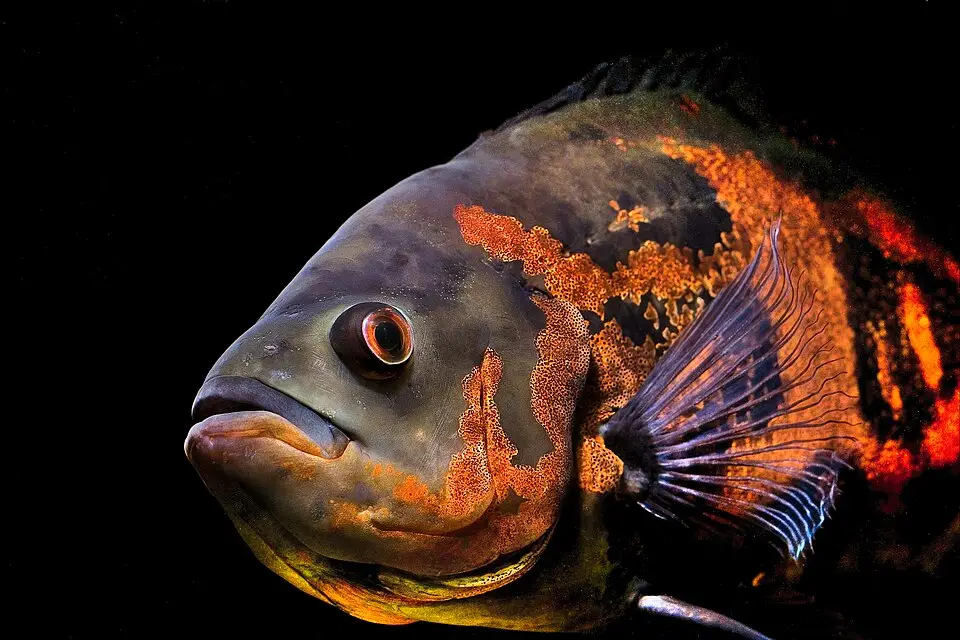 ઓસ્કાર (Astronotus ocellatus)