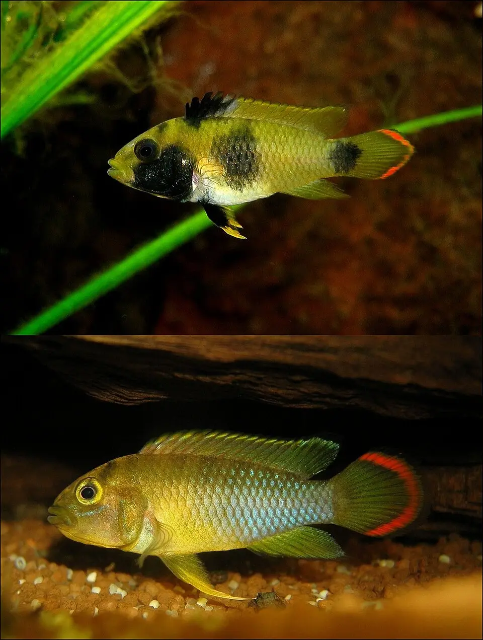 પાંડા એપિસ્ટોગ્રામા (Apistogramma nijsseni)