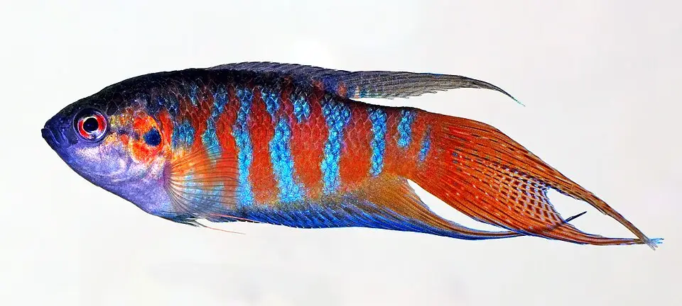 पॅराडाईज फिश (Macropodus opercularis)