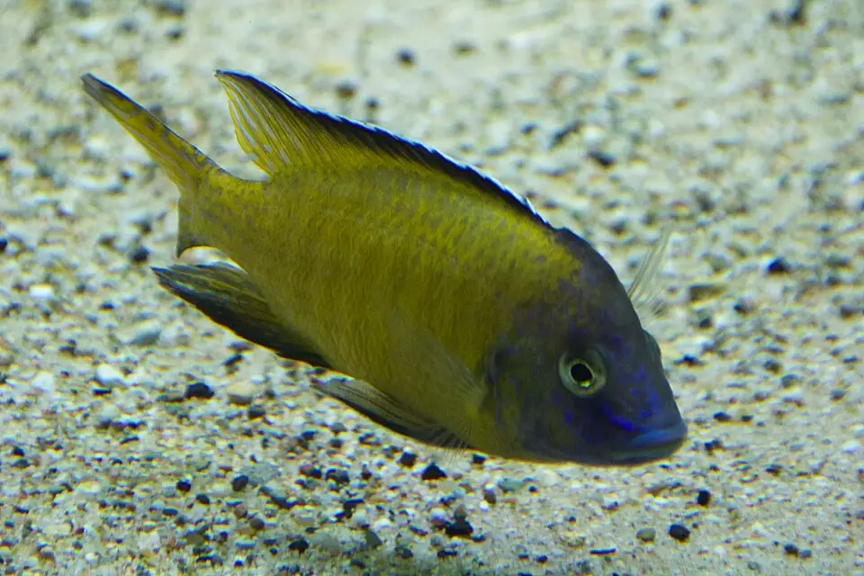 પીકોક સિચલિડ (Aulonocara stuartgranti)