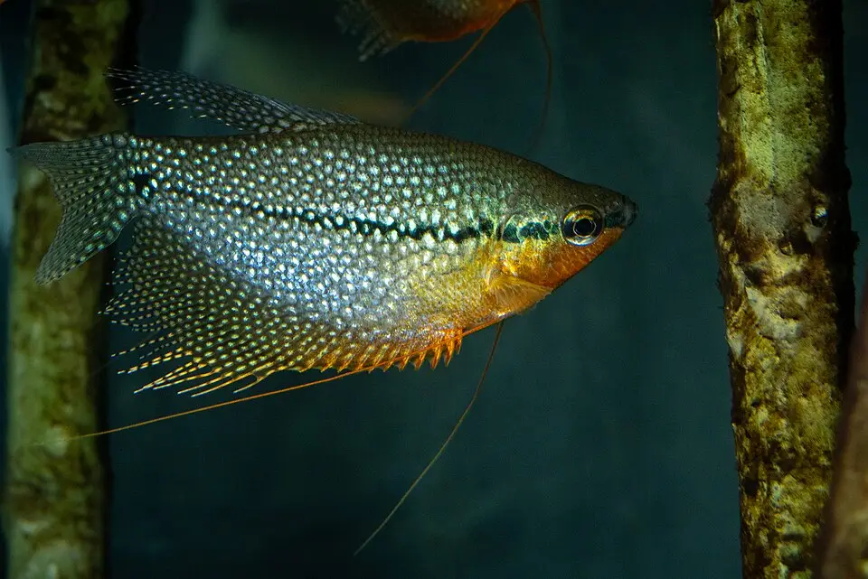 पर्ल गुरामी (Trichopodus leerii)